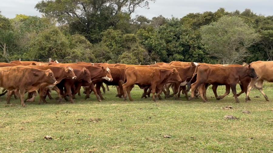 Lote 45 Vaquillonas en Corrientes, Santo Tomé