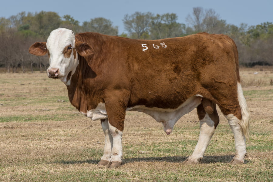 Lote Corral 6/7/8 - CABAÑA ESTANCIA VIEJA