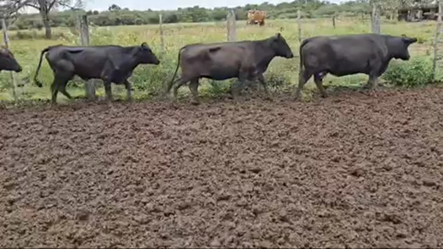 Lote 120 Vacas nuevas C/ gtia de preñez en Pirané, Formosa