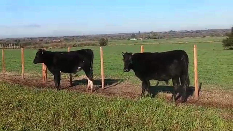 Lote 2 Novillos HOLANDO a remate en PANTALLA CAMY 380kg - , San José