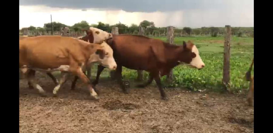 Lote 74 Vacas de invernar en Villaguay, Entre Ríos