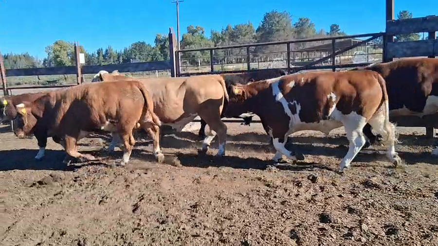 Lote 20 Novillo Gordo en Los Ángeles, VIII Región Biobío