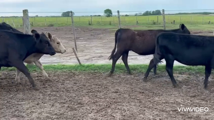 Lote 73 Terneros/as en Punta Indio, Buenos Aires
