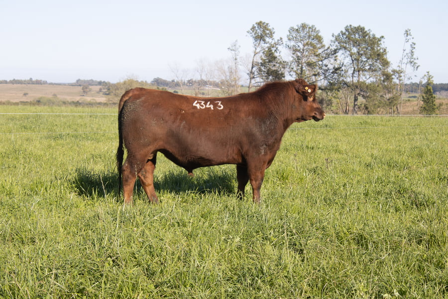 Lote 49