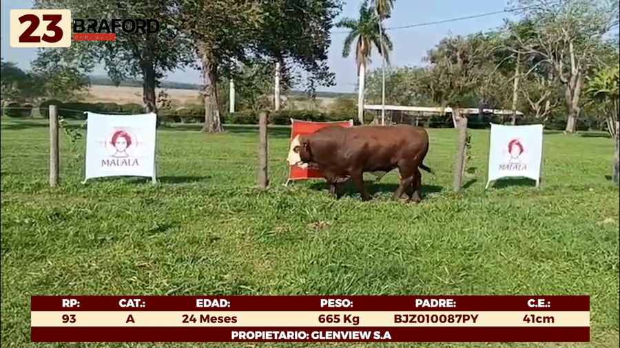 Lote LOTE 23 - TOROS DE CAMPO