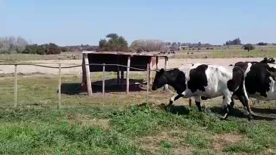 Lote (Vendido)3 Vaquillonas/Vacas Gordas HOLANDO a remate en PANTALLA FEDERICO GARLAND 625kg -  en COSTAS DELCUFRE