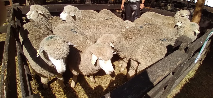 Lote 10 borregas puro de origen 2dts