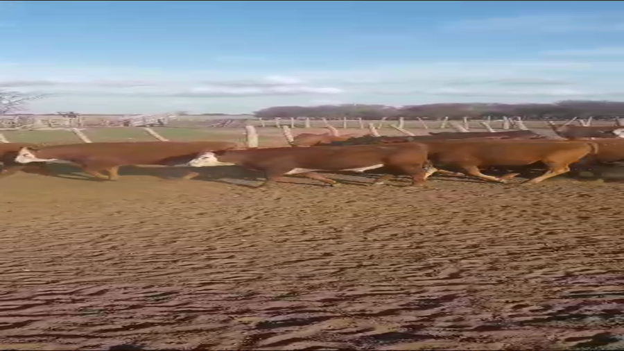 Lote 50 Novillitos en Villa Mirasol, La Pampa