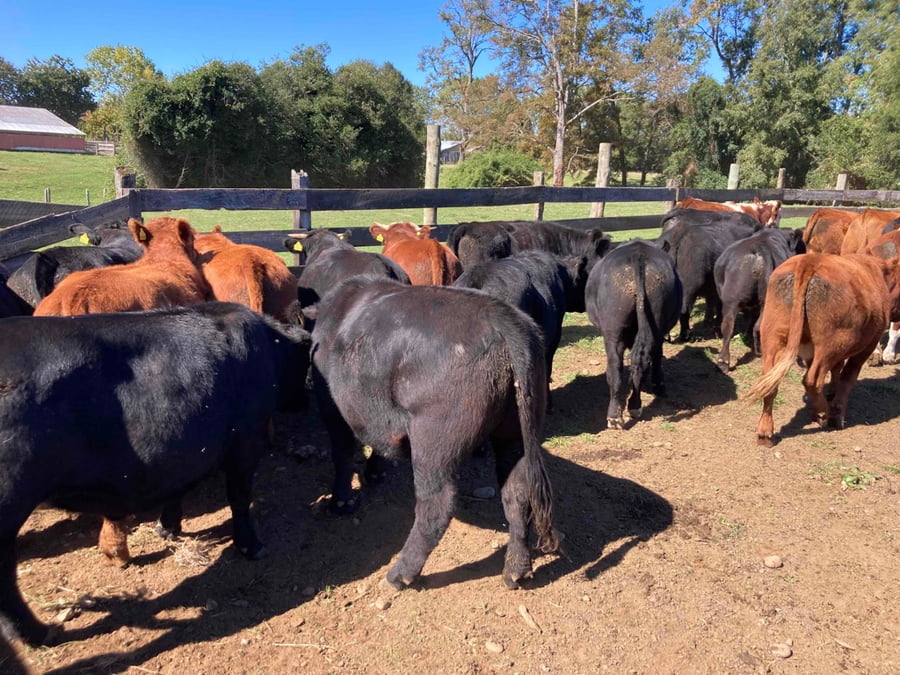 Lote 31 Novillo Engorda en Frutillar, X Región Los Lagos