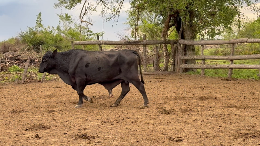 Lote 1 Toros en Corrientes, San Luis del Palmar