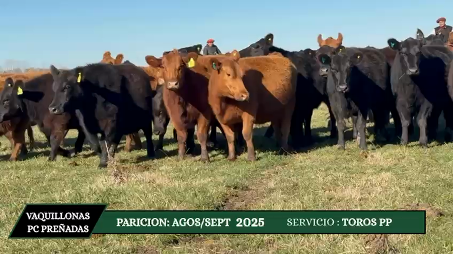 Lote VAQUILLONAS PURAS CONTROLADAS PREÑADAS Y PARIDAS