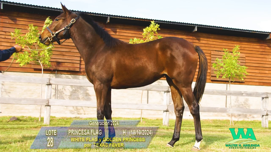 Lote PRINCESA FLAG