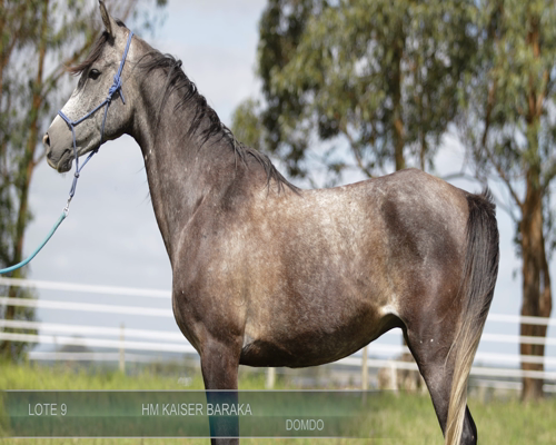 Lote HM KAISER BARAKA