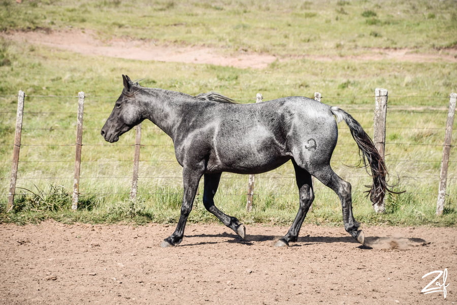Lote SERRANA GAITERA