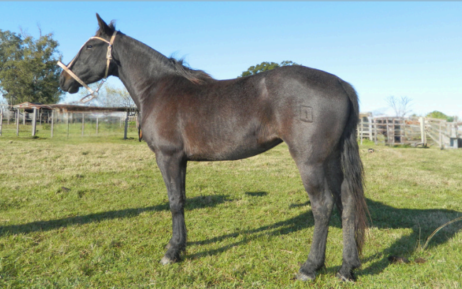 Lote NATIVA 224 DE NC