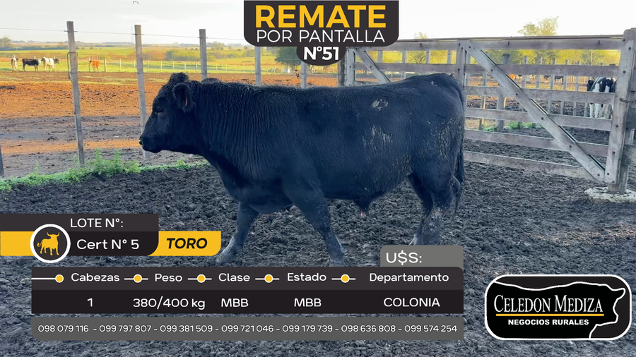 Lote 1 Toros en Otra Localidad, Colonia