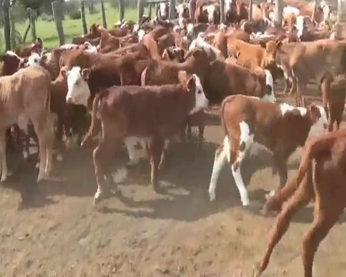 Lote 130 Terneros/as en Entre Ríos, San Jaime