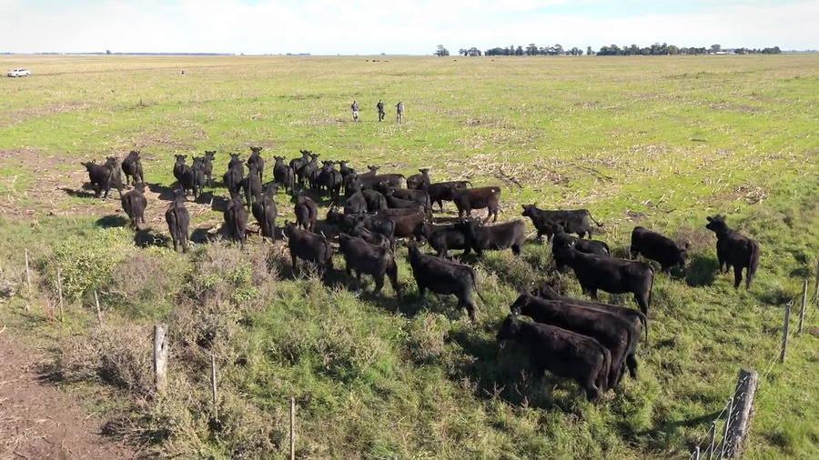 Lote Lote Categoria Vaquillonas P/ Servicio
