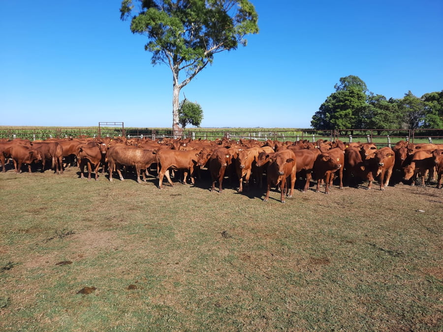 Lote SAENZ VALIENTE, BULLRICH Y Cia. S.A.