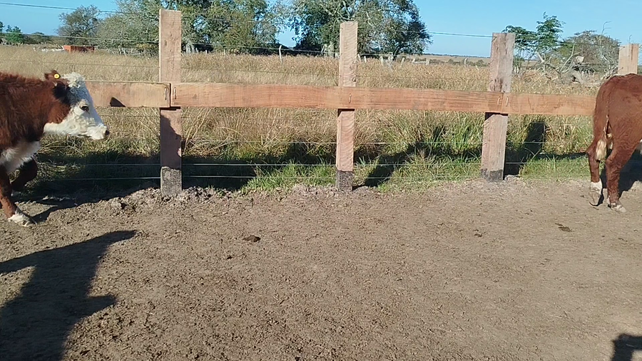 Lote 13 Novillitos en Corrientes, Curuzú-Cuatiá