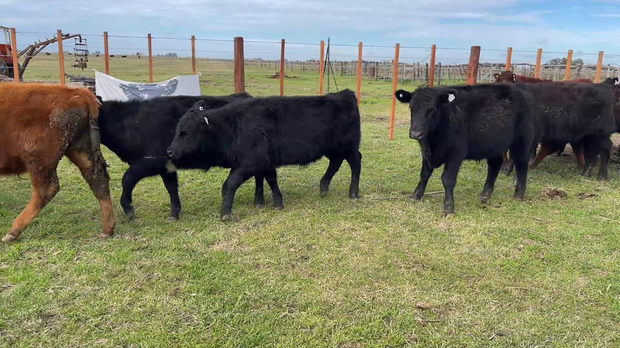 Lote 16 Terneros