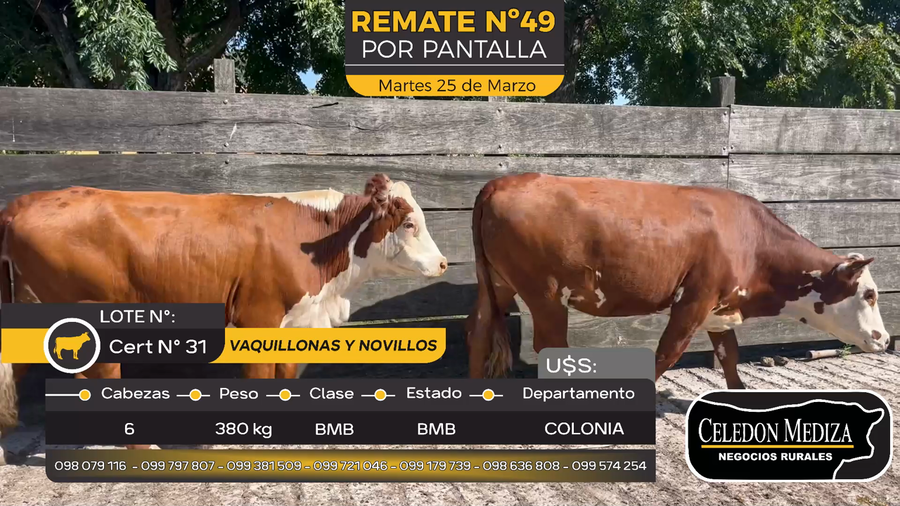 Lote 6 Novillos y vaquillonas  en Paso Antolín, Colonia