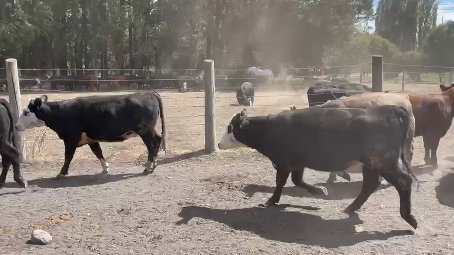 Lote 55 Vaquilla Gorda en Los Ángeles, VIII Región Biobío