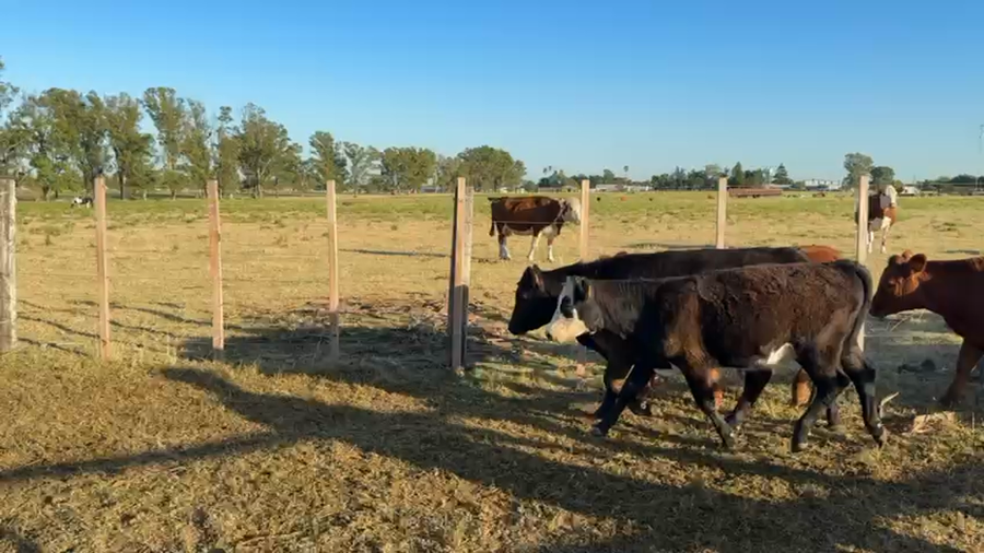 Lote TERNEROS Y TERNERAS