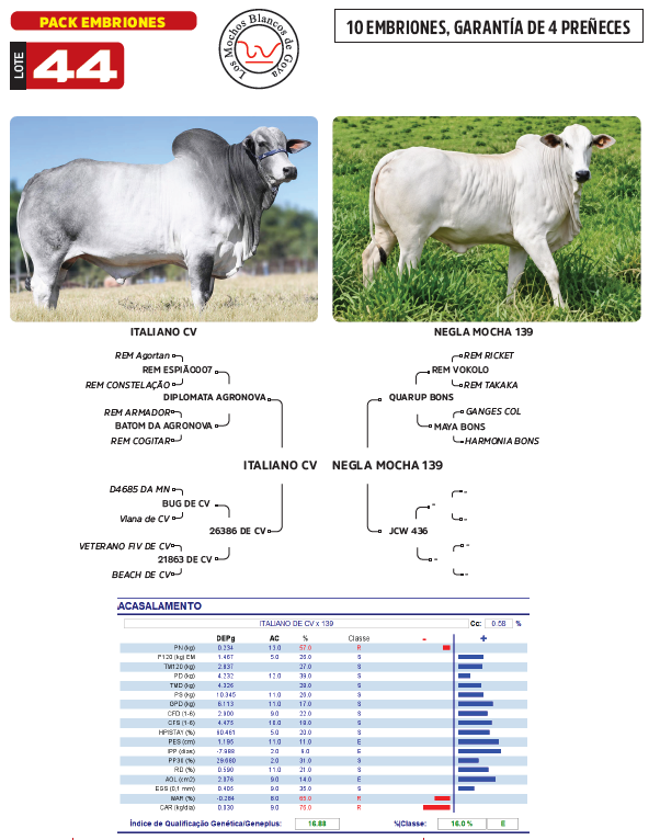 Lote LOTE 44