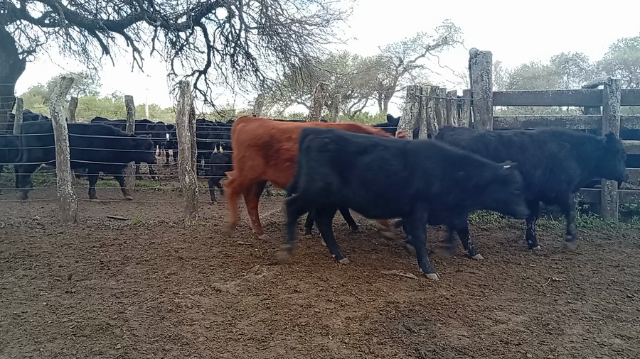 Lote 60 Terneros/as