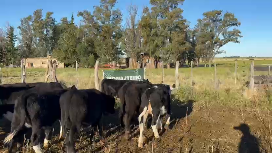 Lote 12 Terneros/as en La Pampa, Gral. Manuel Campos