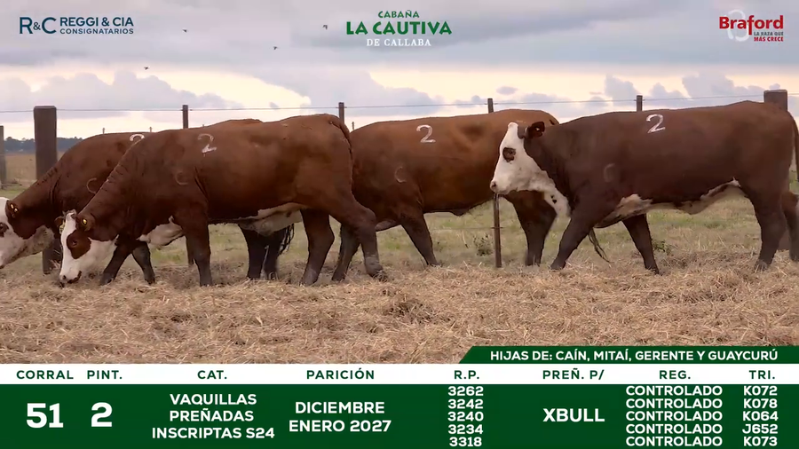 Lote VAQUILLAS BRAFORD  CONTROLADAS PREÑADAS POR IATF 18  Meses. Cabaña La Cautiva