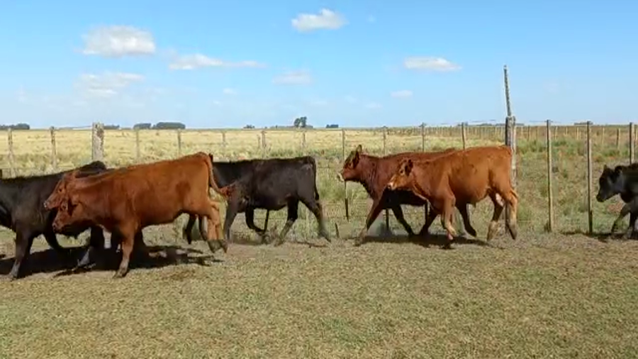 Lote 33 Terneros/as en Benito Juárez, Buenos Aires