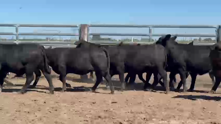 Lote 10 Vaquillonas P/ entorar