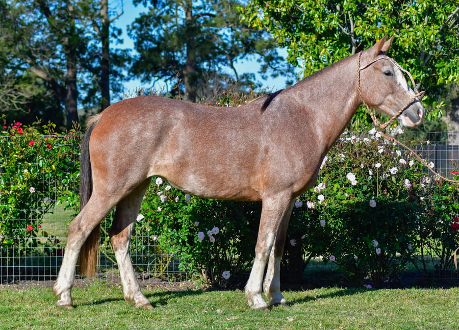 Lote Gringa Lamparita