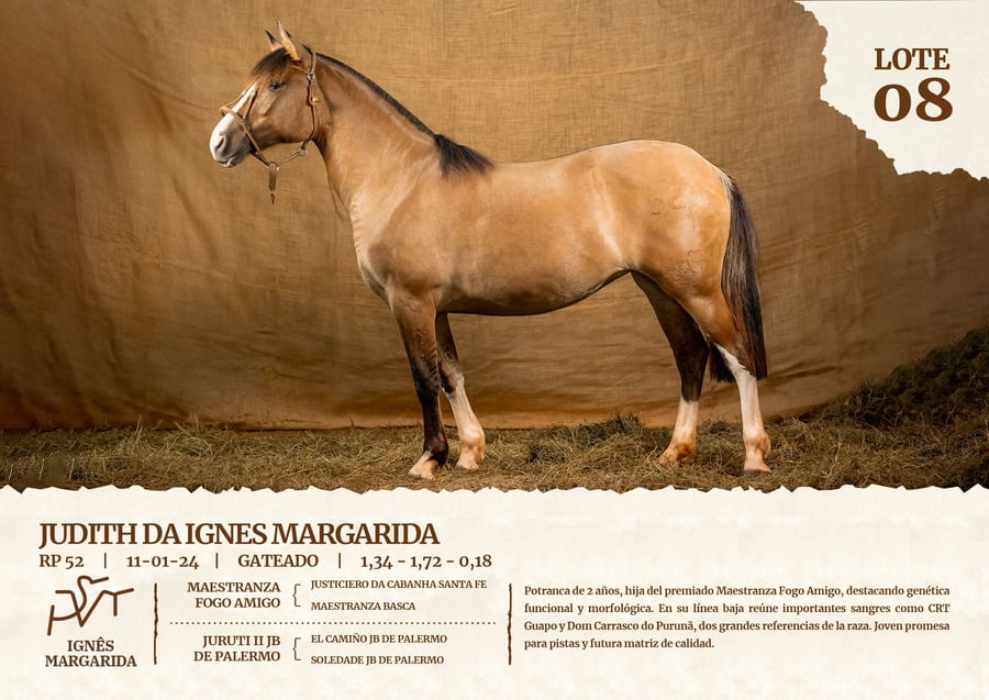Lote JUDITH DA IGNES MARGARIDA
