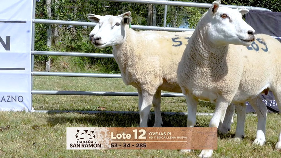 Lote Lote 12