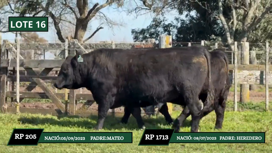 Lote TOROS DE PEDIGRRE