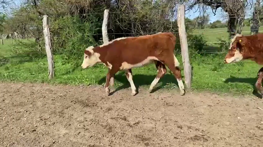 Lote 70 Terneras en Corrientes, Curuzú-Cuatiá