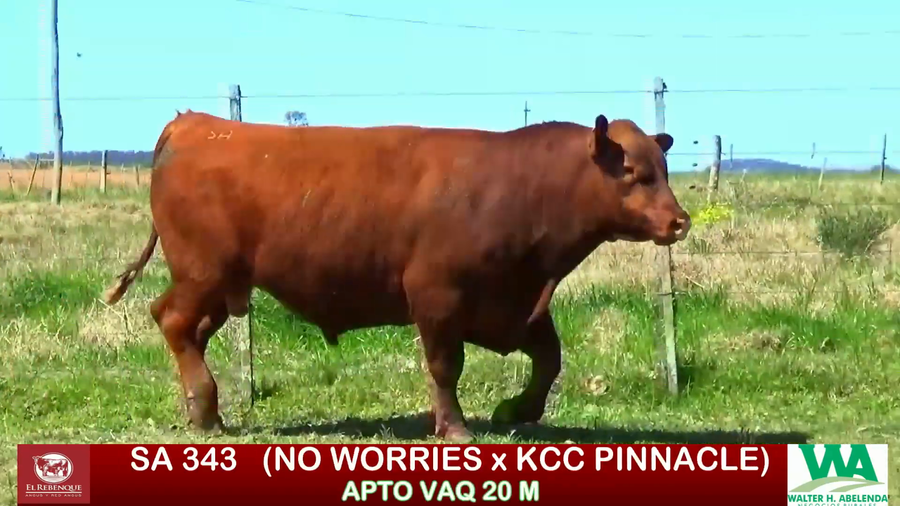 Lote Toros a remate en ANGUS EL REBENQUE, Florida