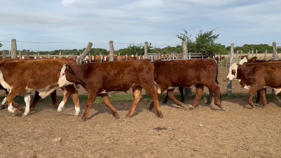 Lote 110 Terneros