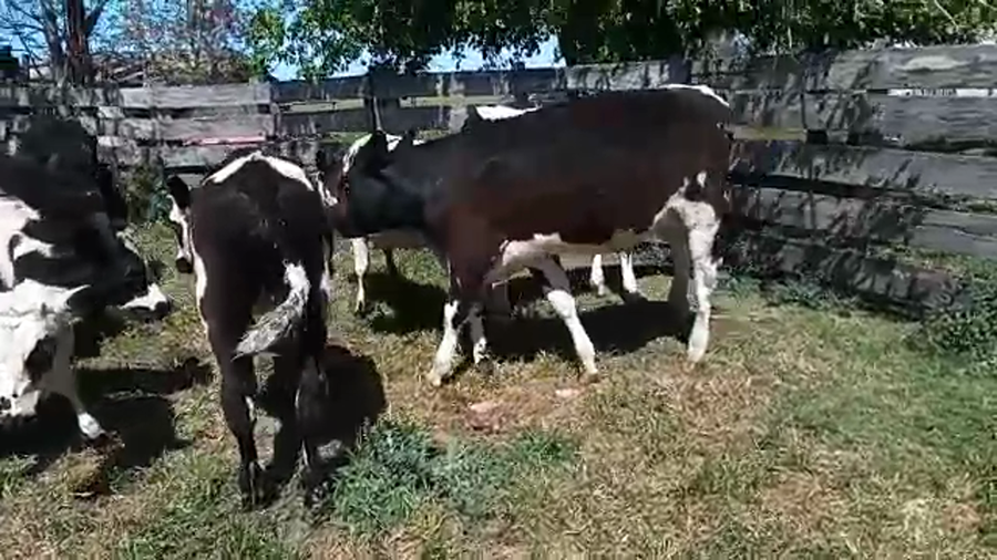 Lote 8 Terneros HOLANDO Y NORMANDO a remate en REMATE POR PANTALLA 160kg - , San José