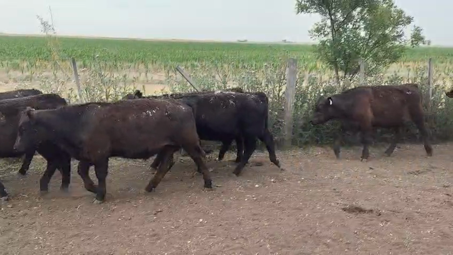 Lote 30 Terneros en Bonifacio