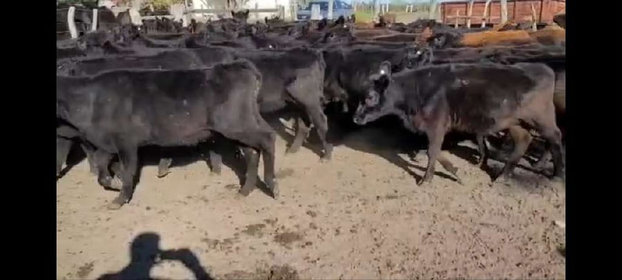 Lote 60 Terneras en Entre Ríos, Villaguay