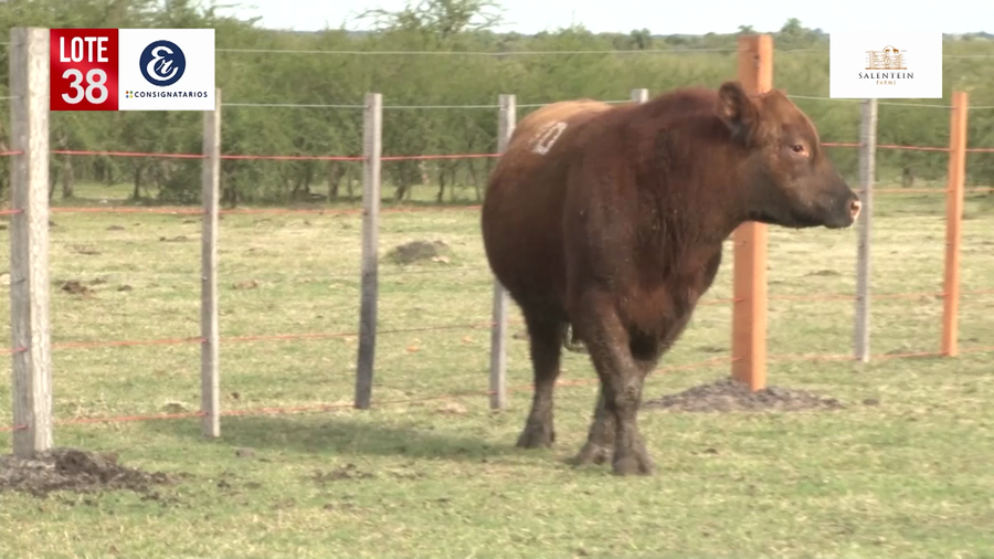 Lote Toros Angus Colorados Puros Controlados
