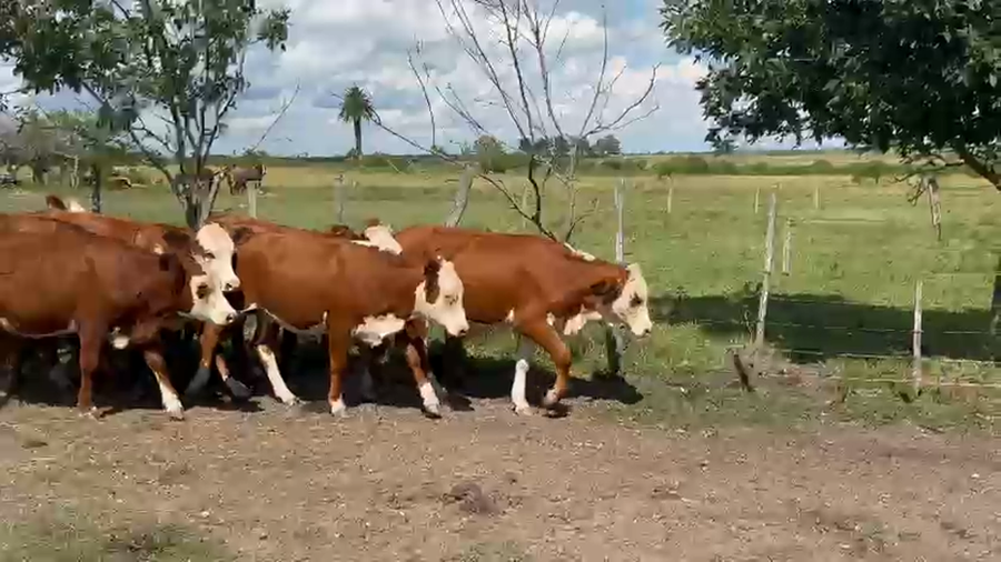 Lote 40 Vaquillonas en Corrientes, Curuzu Cuatia