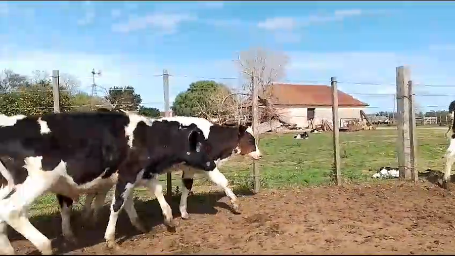 Lote 55 Terneros Holando a remate en Aniversario 115 Años - Camy en Puntas de Gregorio