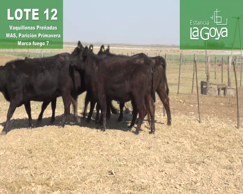 Lote VAQUILLONAS PREÑADAS MAS PARICIÓN PRIMAVERA