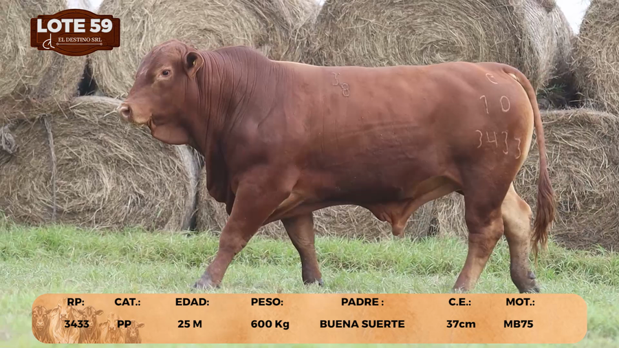 Lote LOTE 59