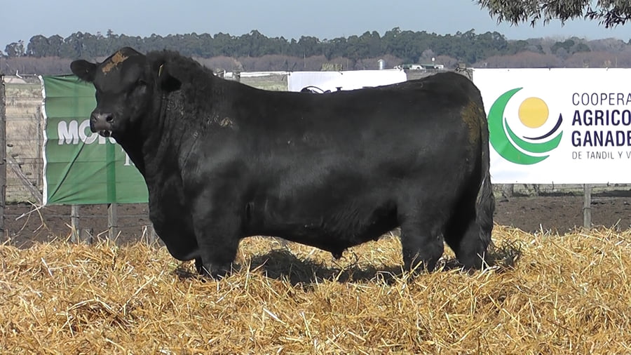 Lote TOROS PUROS POR CRUZA